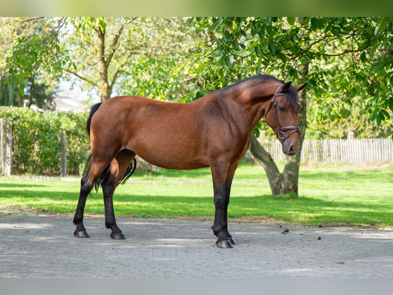 Poney New Forest Jument 10 Ans 137 cm Bai in Kaulille