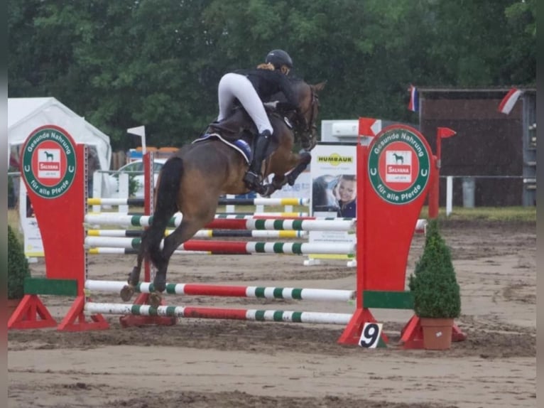 Poney New Forest Jument 10 Ans 146 cm Bai in J&#xF6;rl