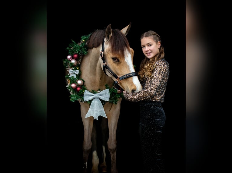 Poney New Forest Jument 10 Ans 147 cm Buckskin in Didam