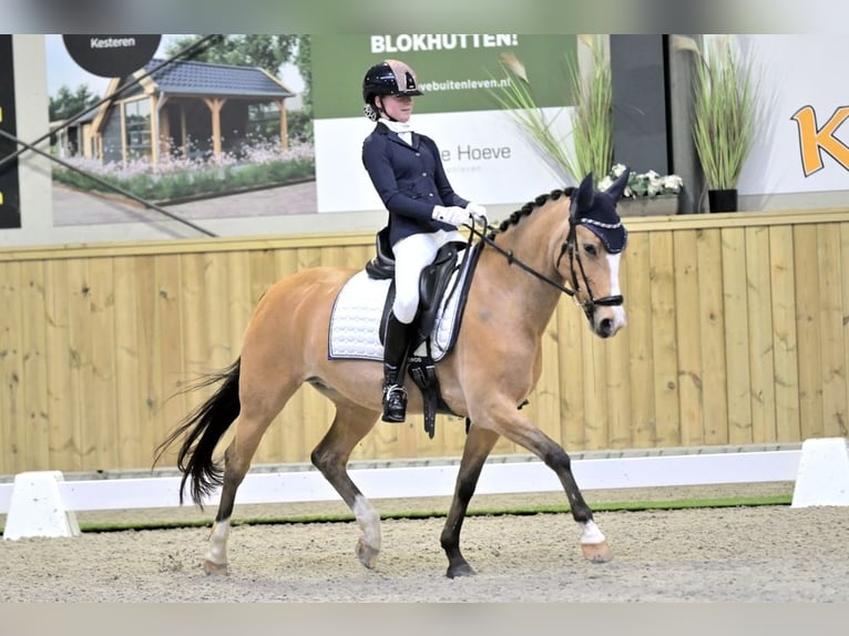 Poney New Forest Jument 10 Ans 147 cm Buckskin in Didam