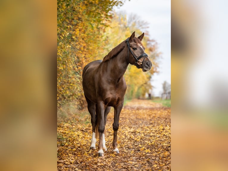 Poney New Forest Jument 10 Ans 152 cm Alezan brûlé in Bochum