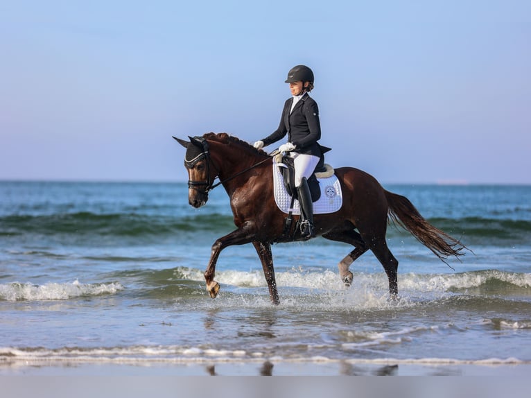 Poney New Forest Jument 10 Ans 152 cm Alezan brûlé in Bochum