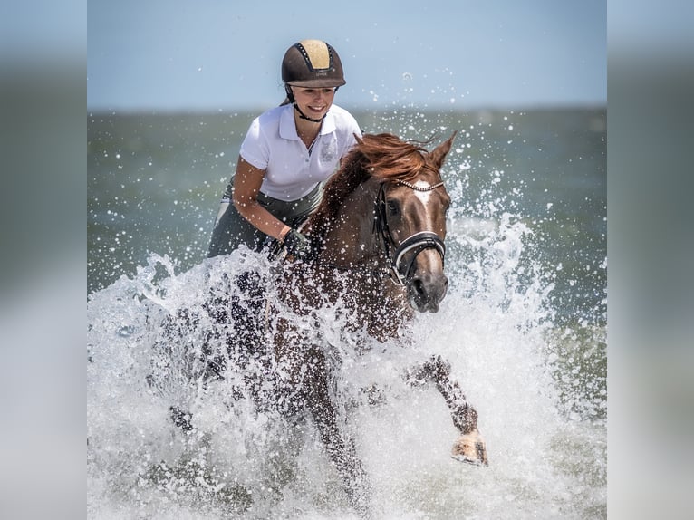 Poney New Forest Jument 10 Ans 152 cm Alezan brûlé in Bochum
