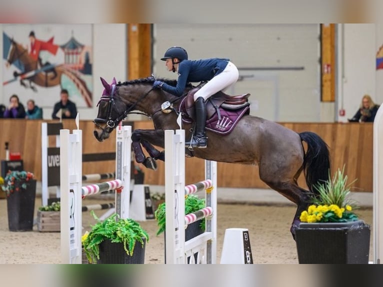 Poney New Forest Jument 11 Ans 144 cm Bai in J&#xF6;rl