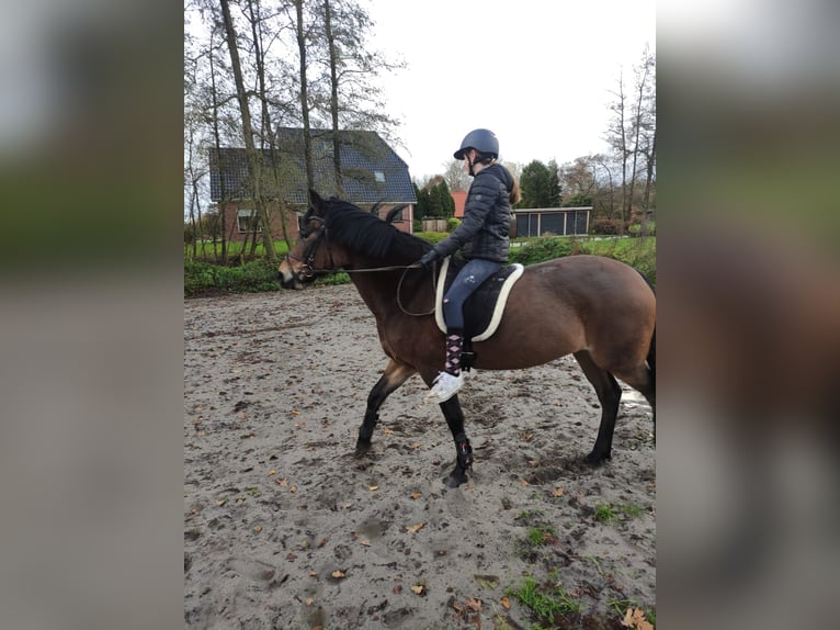 Poney New Forest Jument 11 Ans 145 cm Bai in Tijnje