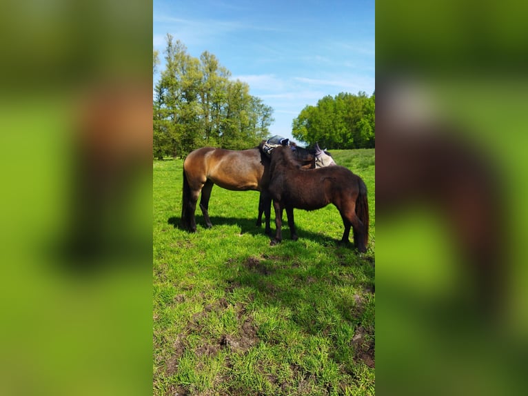 Poney New Forest Jument 11 Ans 145 cm Bai in Tijnje