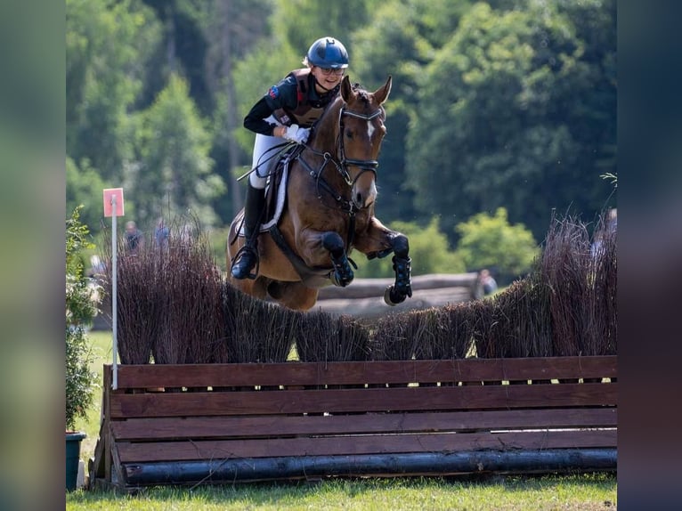 Poney New Forest Jument 11 Ans 146 cm Bai in Jörl