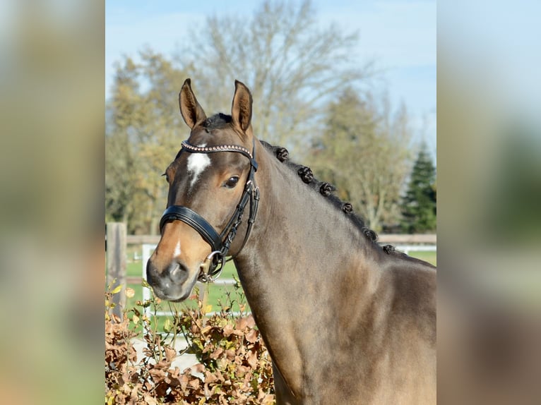 Poney New Forest Jument 11 Ans 147 cm Bai brun in Kedichem