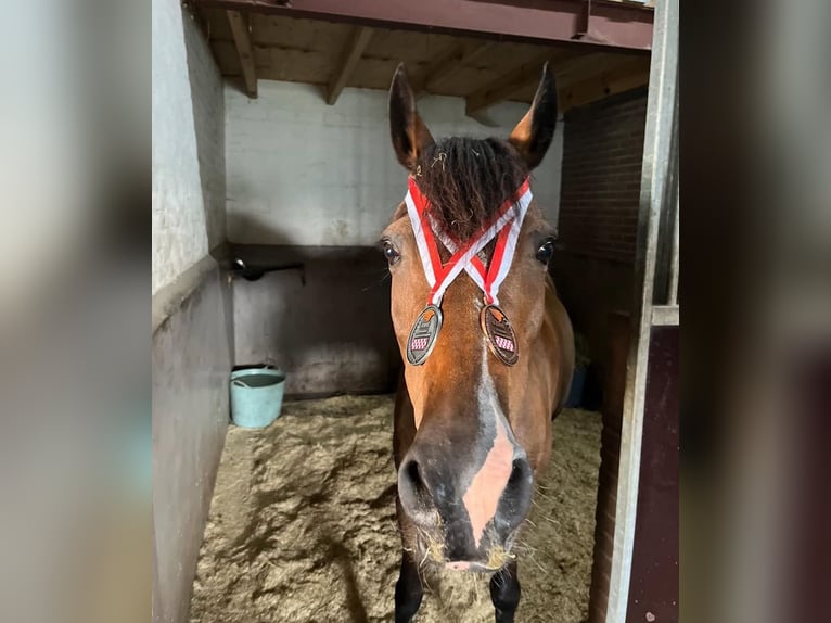 Poney New Forest Jument 11 Ans 147 cm Bai in Goirle