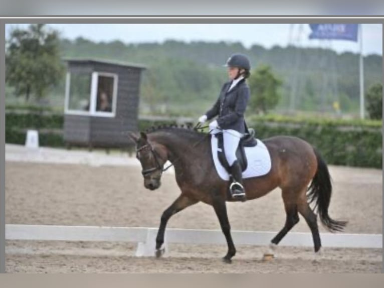 Poney New Forest Croisé Jument 12 Ans 143 cm Bai in Houten