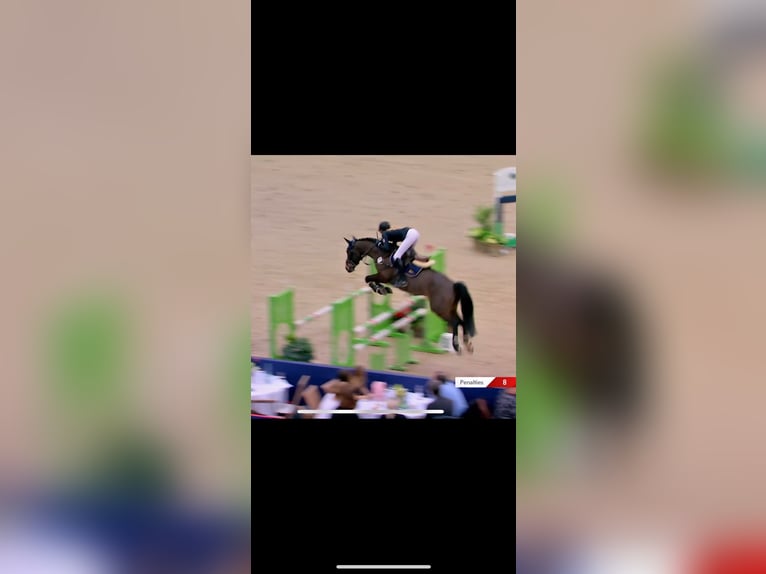 Poney New Forest Jument 12 Ans 144 cm Bai in Jörl