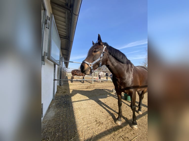 Poney New Forest Jument 12 Ans 146 cm Bai brun in Karlsfeld