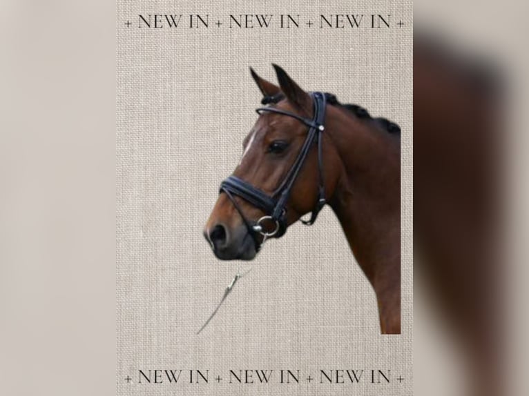 Poney New Forest Croisé Jument 13 Ans 133 cm in Nieuw-Vennep