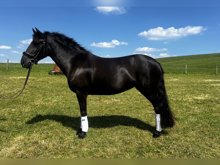 Poney New Forest Jument 13 Ans 134 cm Bai in Dorset