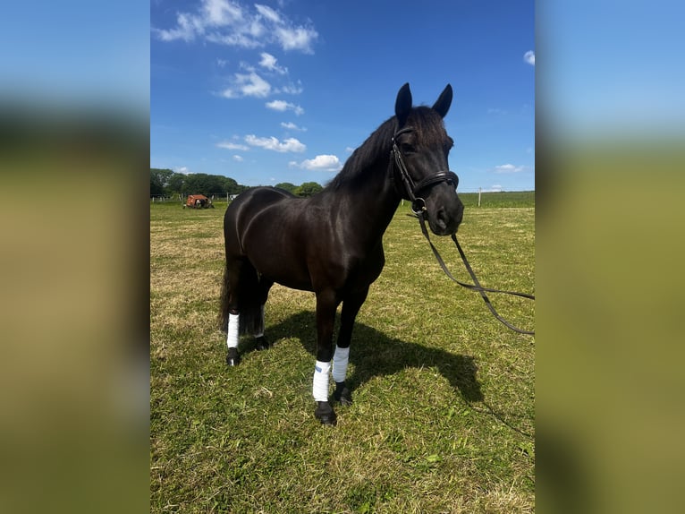 Poney New Forest Jument 13 Ans 134 cm Bai in Dorset