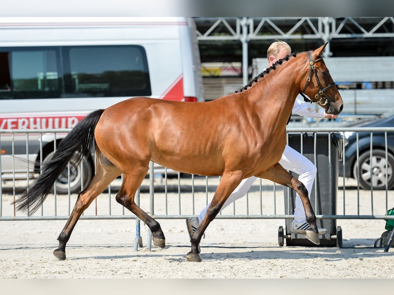 Poney New Forest Jument 13 Ans 146 cm Bai in Pronstorf