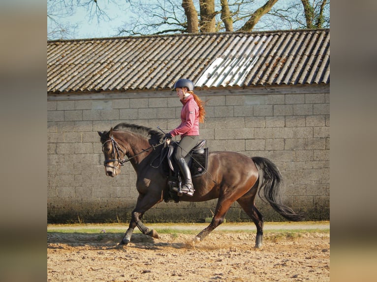 Poney New Forest Jument 13 Ans 147 cm Bai brun in Kortenhoef