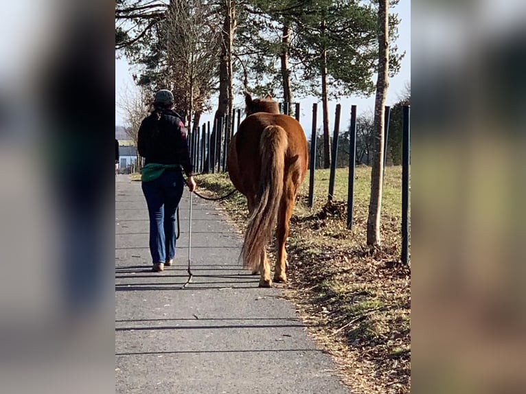 Poney New Forest Croisé Jument 13 Ans 148 cm Alezan brûlé in Niedererbach