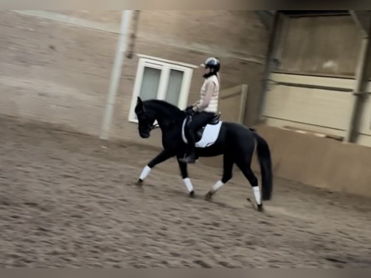 Poney New Forest Jument 14 Ans 137 cm Noir in Dongen