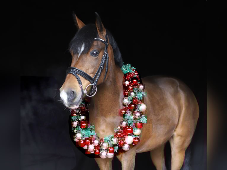 Poney New Forest Jument 14 Ans 138 cm Bai brun in Schrobenhausen Poney New Forest Jument 14 Ans 138 cm Bai brun in Schrobenhausen