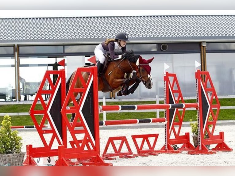 Poney New Forest Jument 14 Ans 144 cm Bai in Diepenbeek