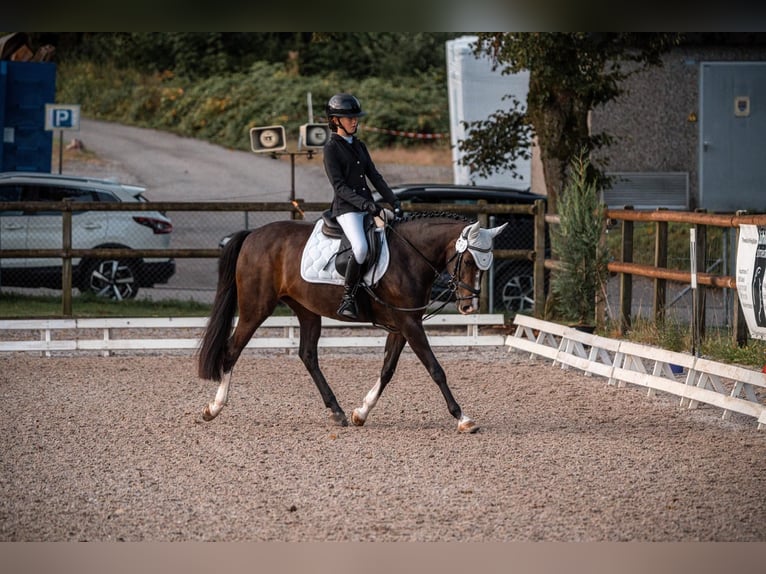 Poney New Forest Jument 14 Ans 145 cm Bai brun in Mörschwil