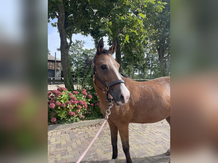 Poney New Forest Jument 14 Ans 146 cm Bai in Vijfhuizen
