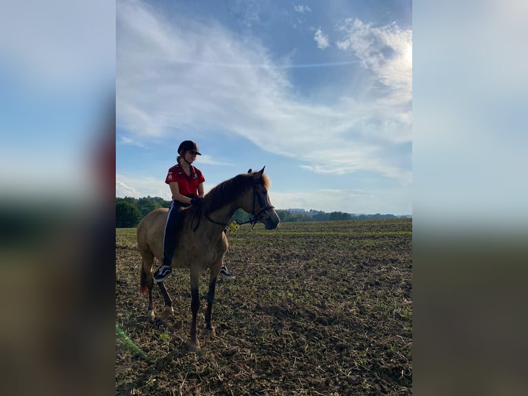 Poney New Forest Jument 15 Ans 142 cm Isabelle in Wülfrath