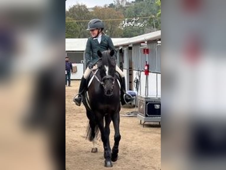 Poney New Forest Jument 15 Ans 142 cm Noir in Duarte