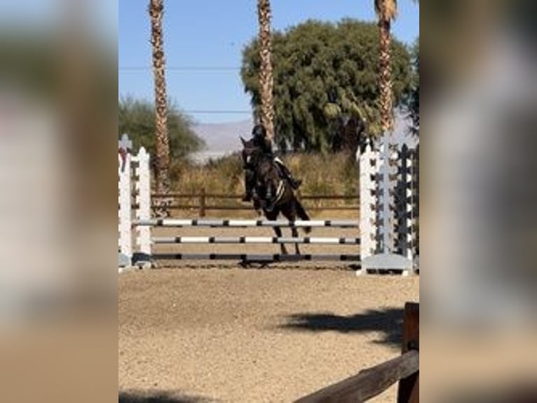 Poney New Forest Jument 15 Ans 142 cm Noir in Duarte