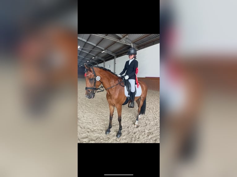 Poney New Forest Jument 15 Ans 146 cm Bai in Prag