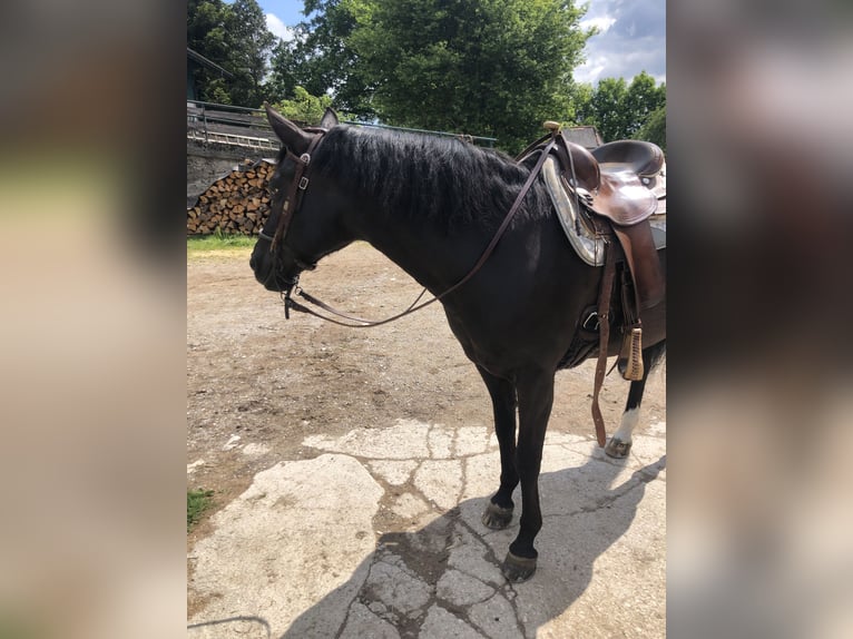 Poney New Forest Jument 15 Ans 148 cm Alezan brûlé in K&#xF6;nigsdorf/H&#xF6;fen