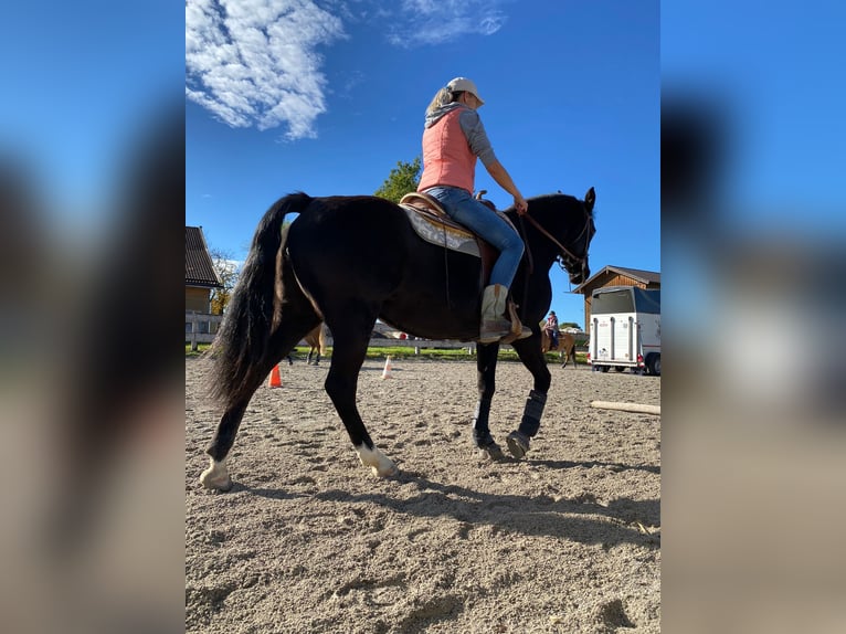 Poney New Forest Jument 15 Ans 148 cm Alezan brûlé in K&#xF6;nigsdorf/H&#xF6;fen