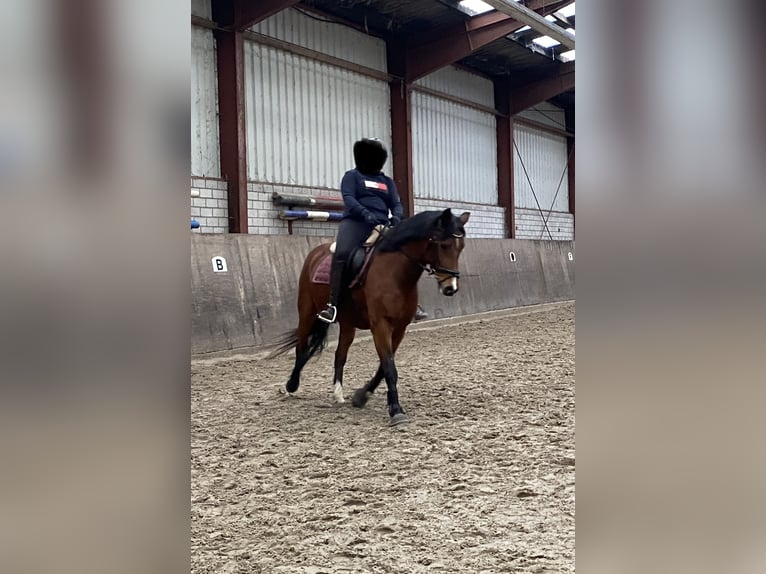 Poney New Forest Jument 15 Ans 151 cm Bai in Leezdorf