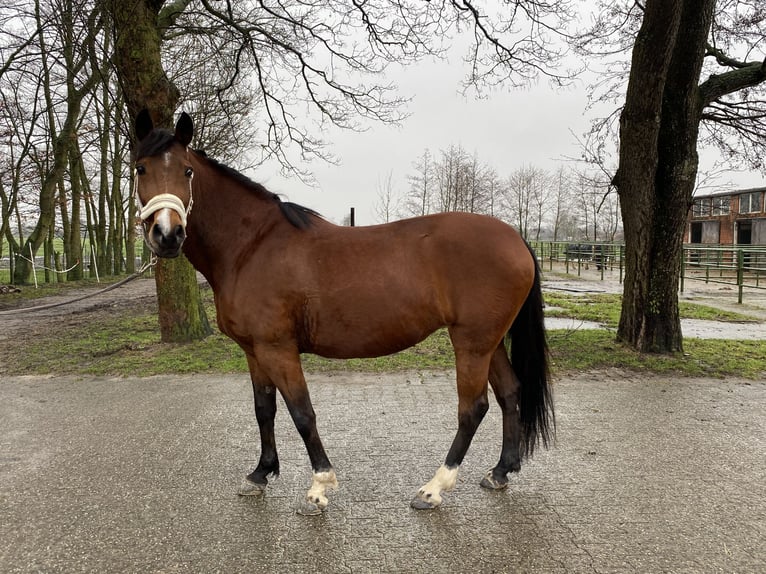 Poney New Forest Jument 15 Ans 151 cm Bai in Leezdorf