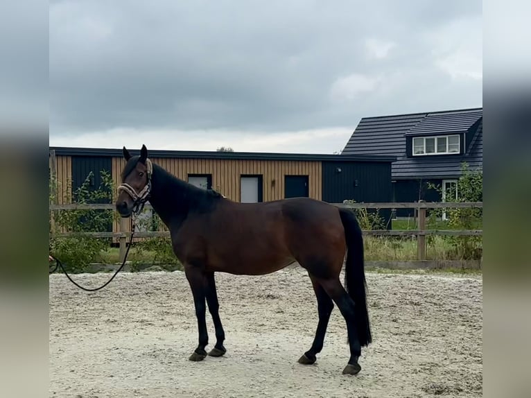 Poney New Forest Croisé Jument 15 Ans 156 cm Bai brun in Goor