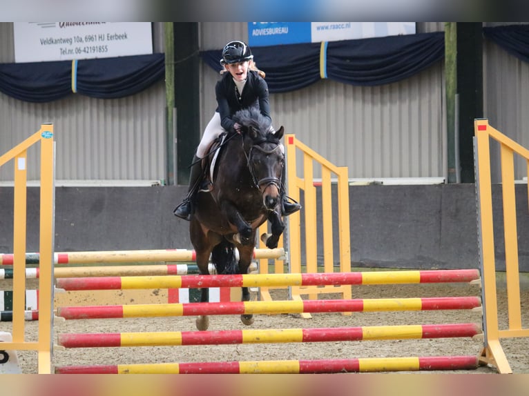 Poney New Forest Jument 16 Ans 133 cm Bai in Lieren