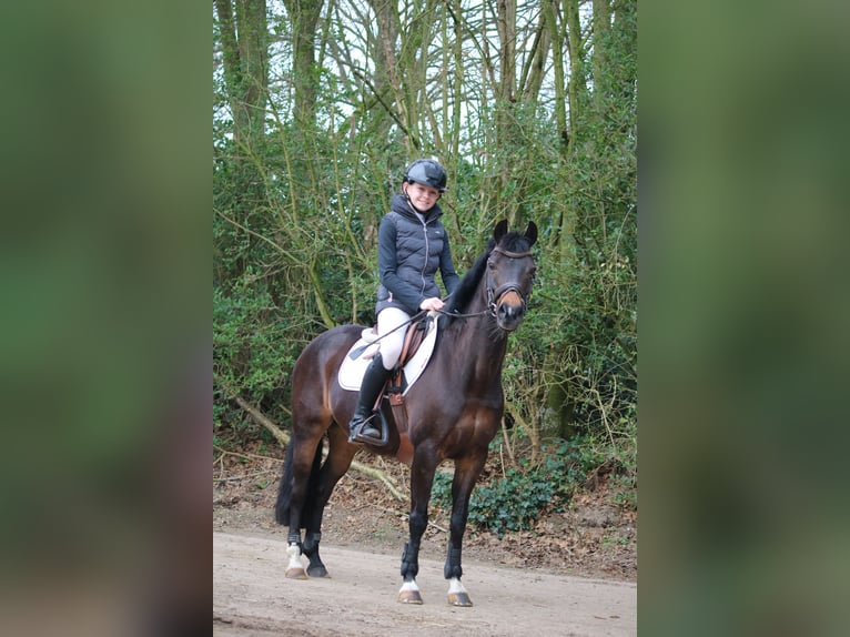 Poney New Forest Jument 16 Ans 133 cm Bai in Lieren