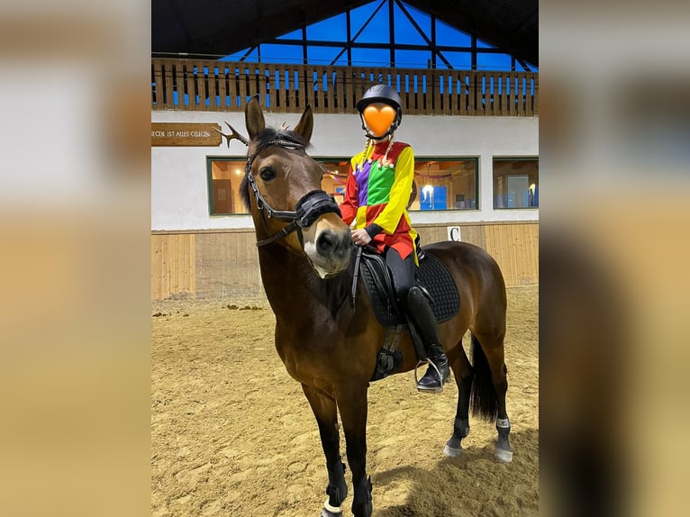 Poney New Forest Jument 17 Ans 144 cm Bai in Schwanenstadt