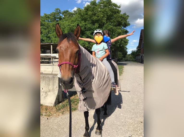 Poney New Forest Jument 17 Ans 144 cm Bai in Schwanenstadt