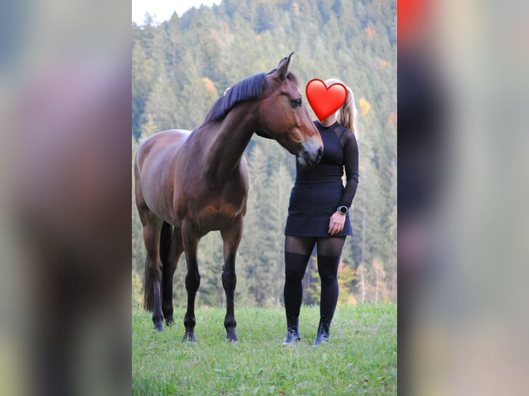 Poney New Forest Jument 17 Ans 144 cm Bai in Schwanenstadt