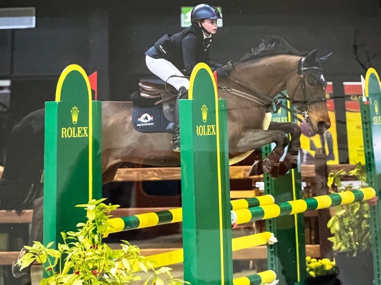 Poney New Forest Jument 17 Ans 147 cm Bai in Oost West en Middelbeers