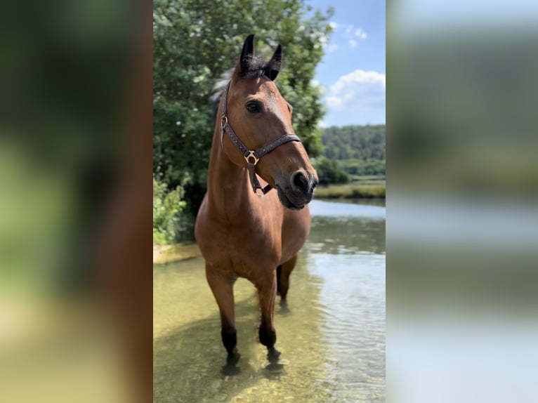 Poney New Forest Jument 18 Ans 143 cm Bai in Heidenheim an der Brenz