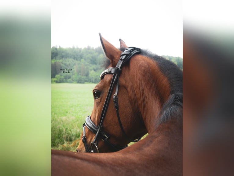 Poney New Forest Jument 18 Ans 145 cm Bai in Heidenheim an der Brenz