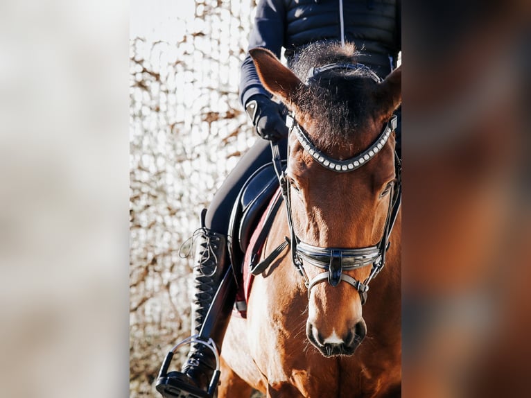 Poney New Forest Jument 18 Ans 145 cm Bai in Heidenheim an der Brenz