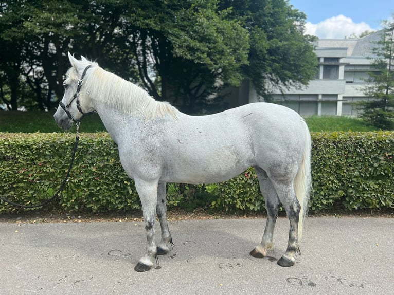 Poney New Forest Jument 19 Ans 139 cm Gris in Dietikon