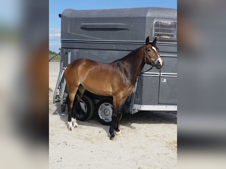 Poney New Forest Jument 19 Ans 146 cm Bai in Appen