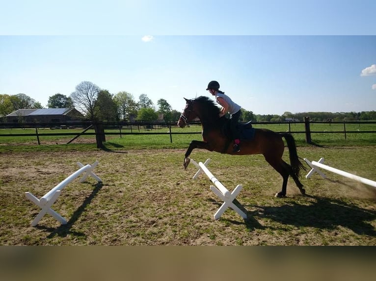 Poney New Forest Jument 19 Ans 146 cm Bai in Nunhem