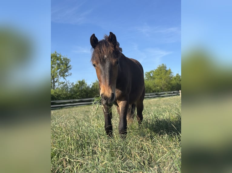 Poney New Forest Croisé Jument 1 Année 140 cm Bai brun in G&#xFC;ster