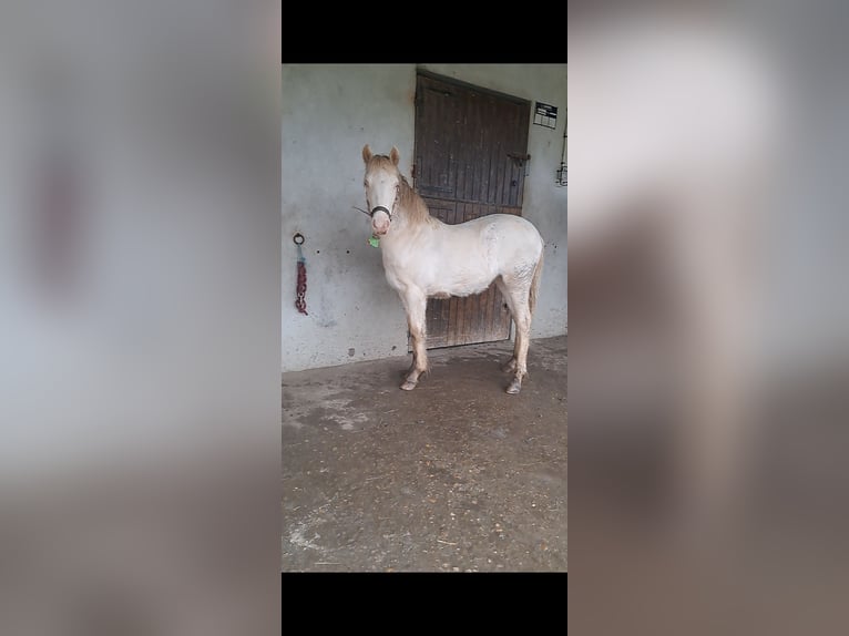 Poney New Forest Jument 1 Année 147 cm Cremello in Saint Jean de la Ruelle